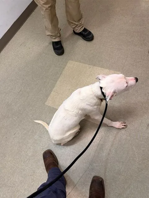 A young medium-sized male Pit Bull Terrier dog named David for adoption in Dallas, TX