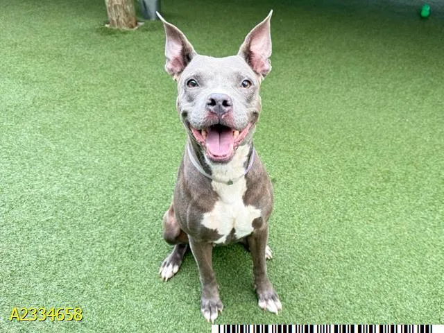 An adult large-sized female Mixed Breed dog named Orbee for adoption in West Palm Beach, FL