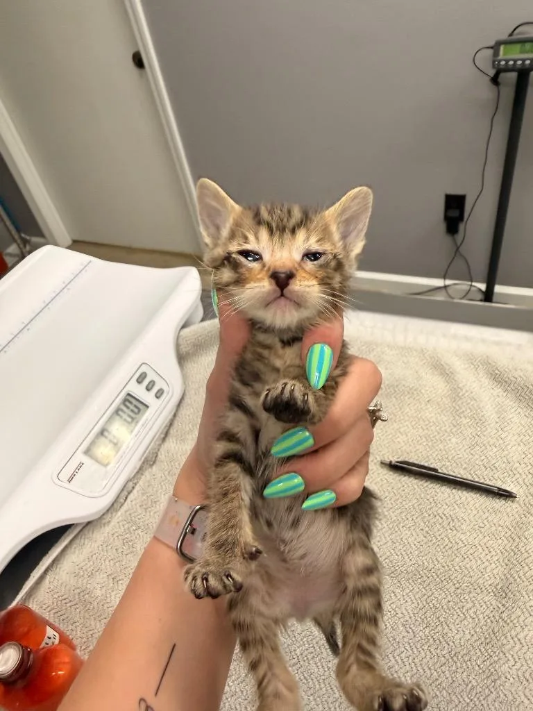 A baby medium-sized male Domestic Short Hair cat named Aries for adoption in Burnsville, NC