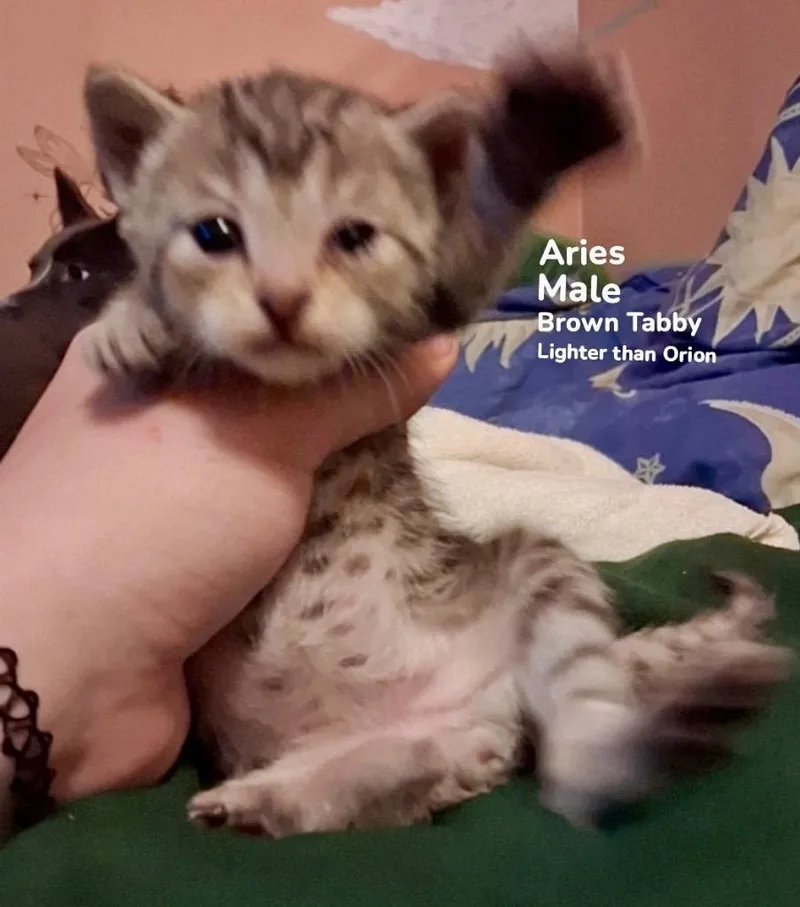 Aries thumbnail 2