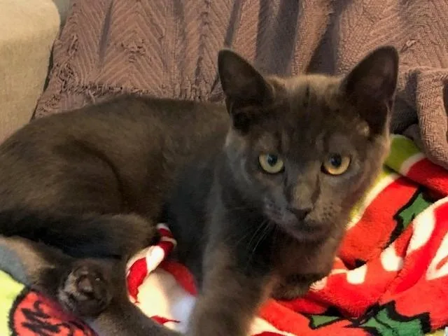 A baby medium-sized female Domestic Medium Hair cat named Bandana for adoption in Shoreline, WA