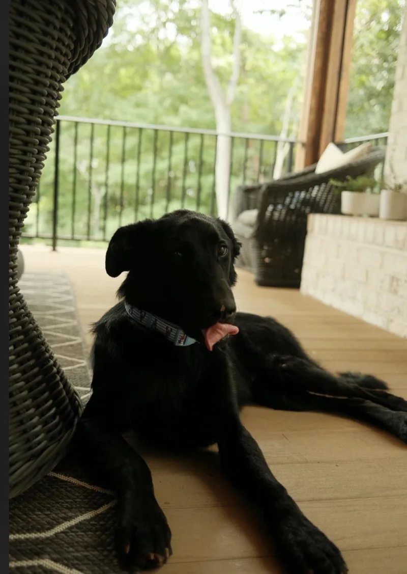 Brody thumbnail 2