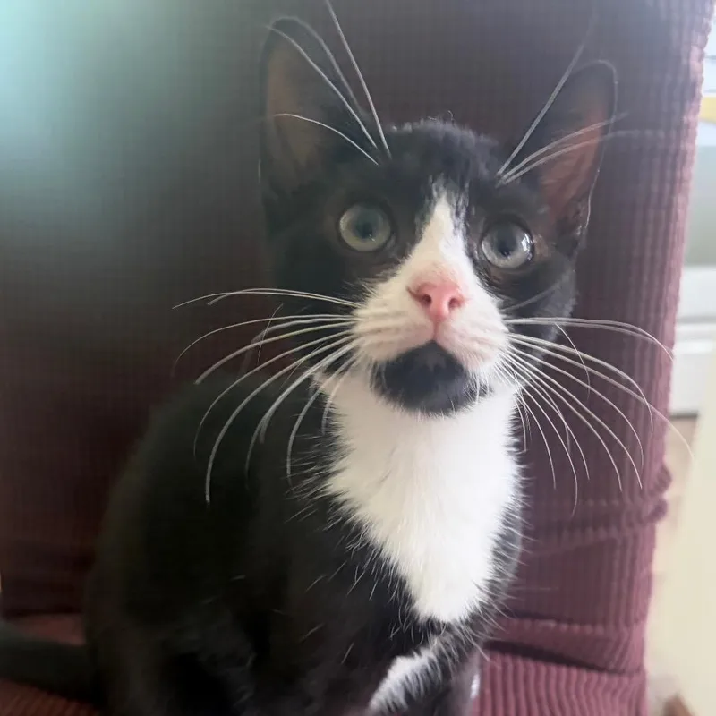 A baby small-sized male Black Domestic Short Hair cat named Felix for adoption in Mocksville, NC
