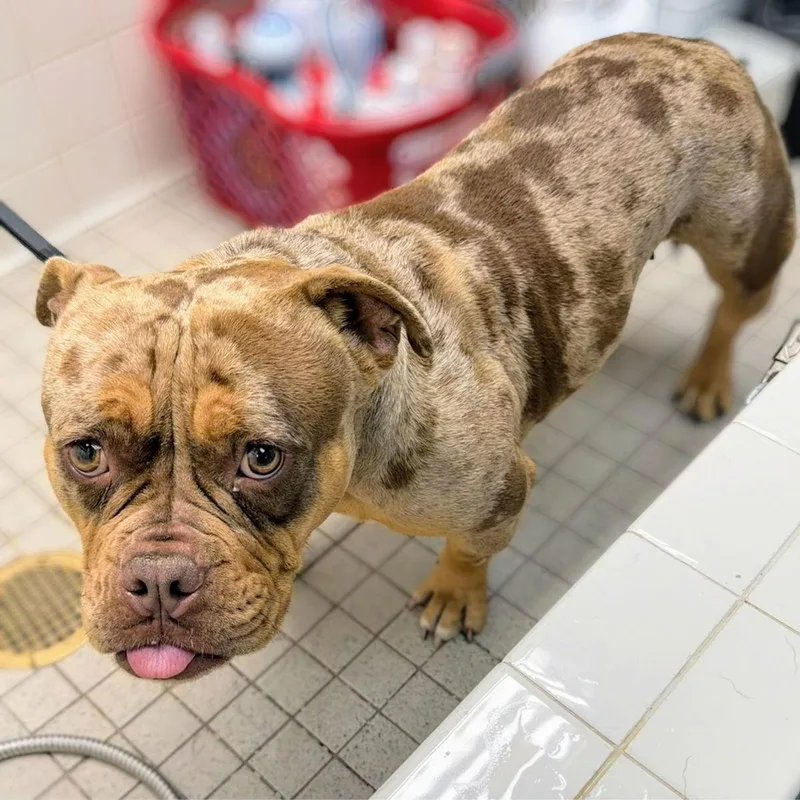 Terabithia thumbnail 3