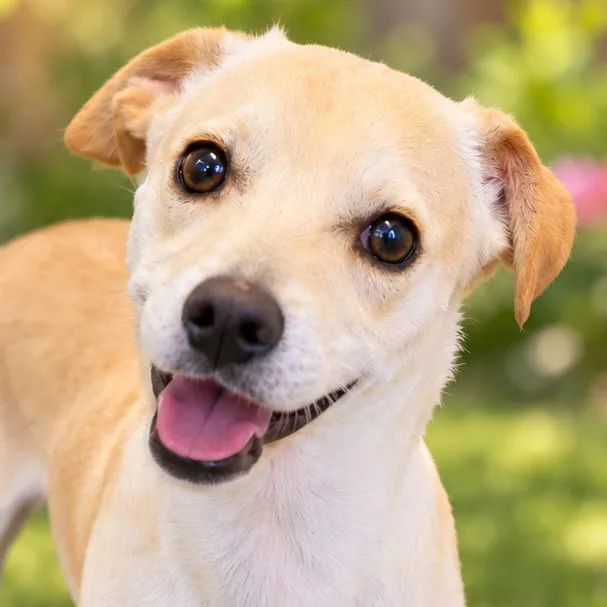 A young small-sized male Yellow / Tan / Blond / Fawn Chihuahua dog named Sid for adoption in Wickenburg, AZ