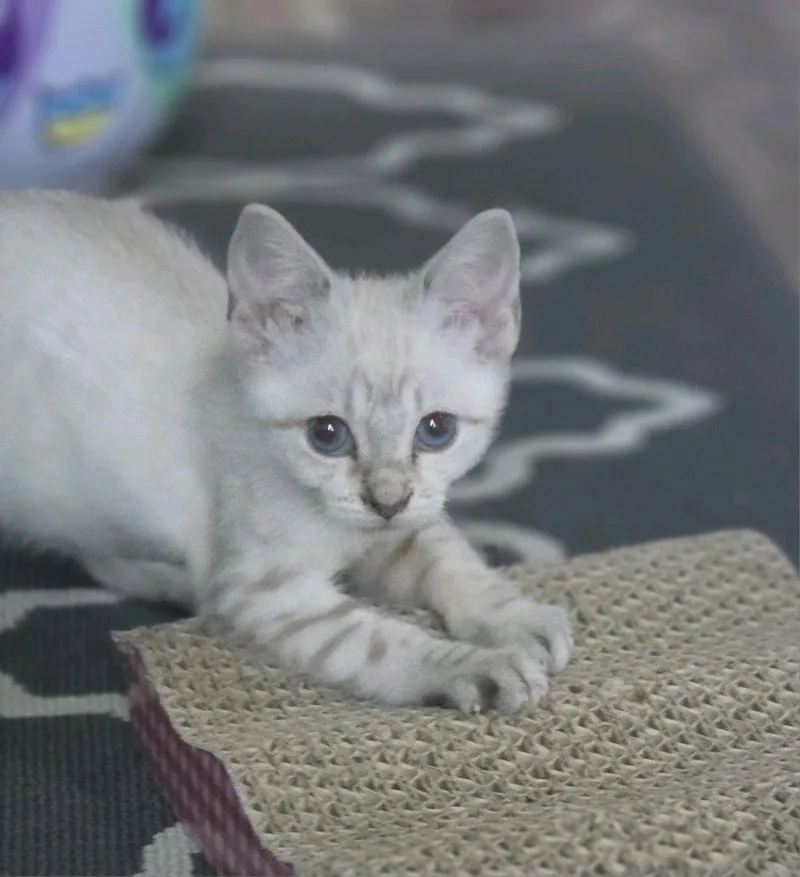 A baby medium-sized male Lilac Point Domestic Short Hair cat named Phil for adoption in Murfreesboro, TN