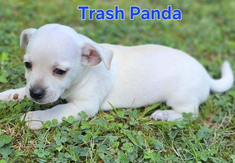 A baby small-sized male Chihuahua dog named Trash Panda for adoption in Alpharetta, GA
