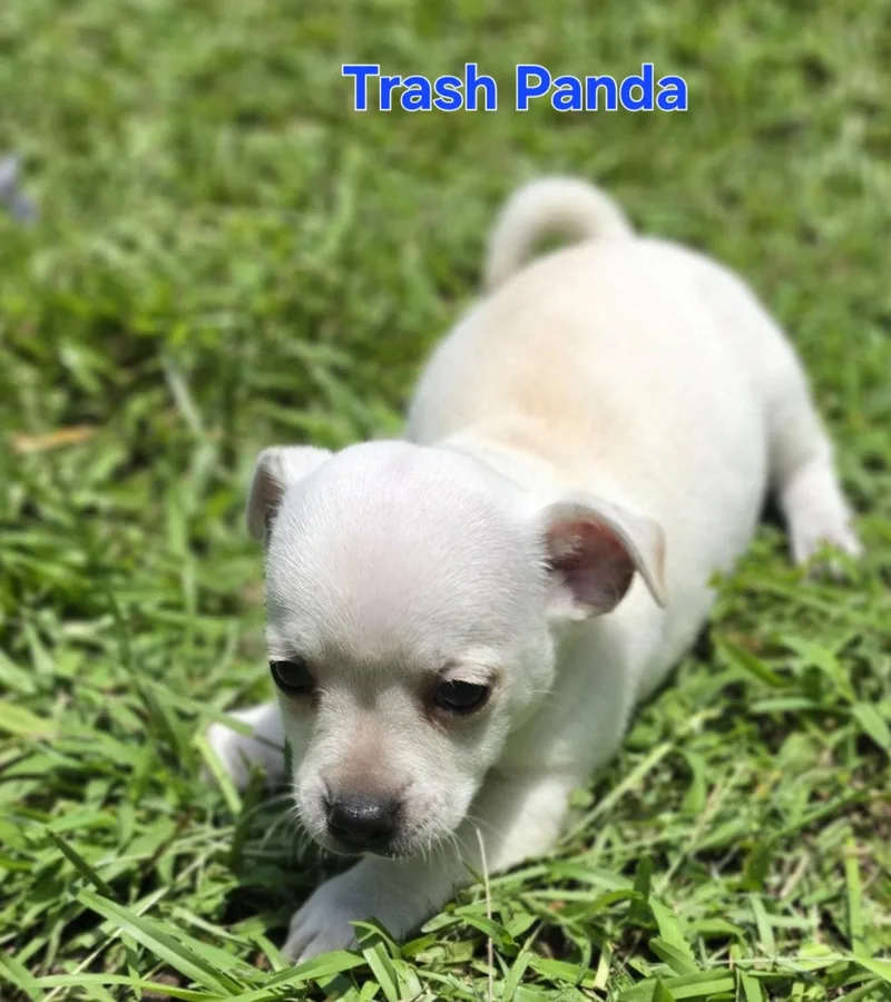 Trash Panda thumbnail 2