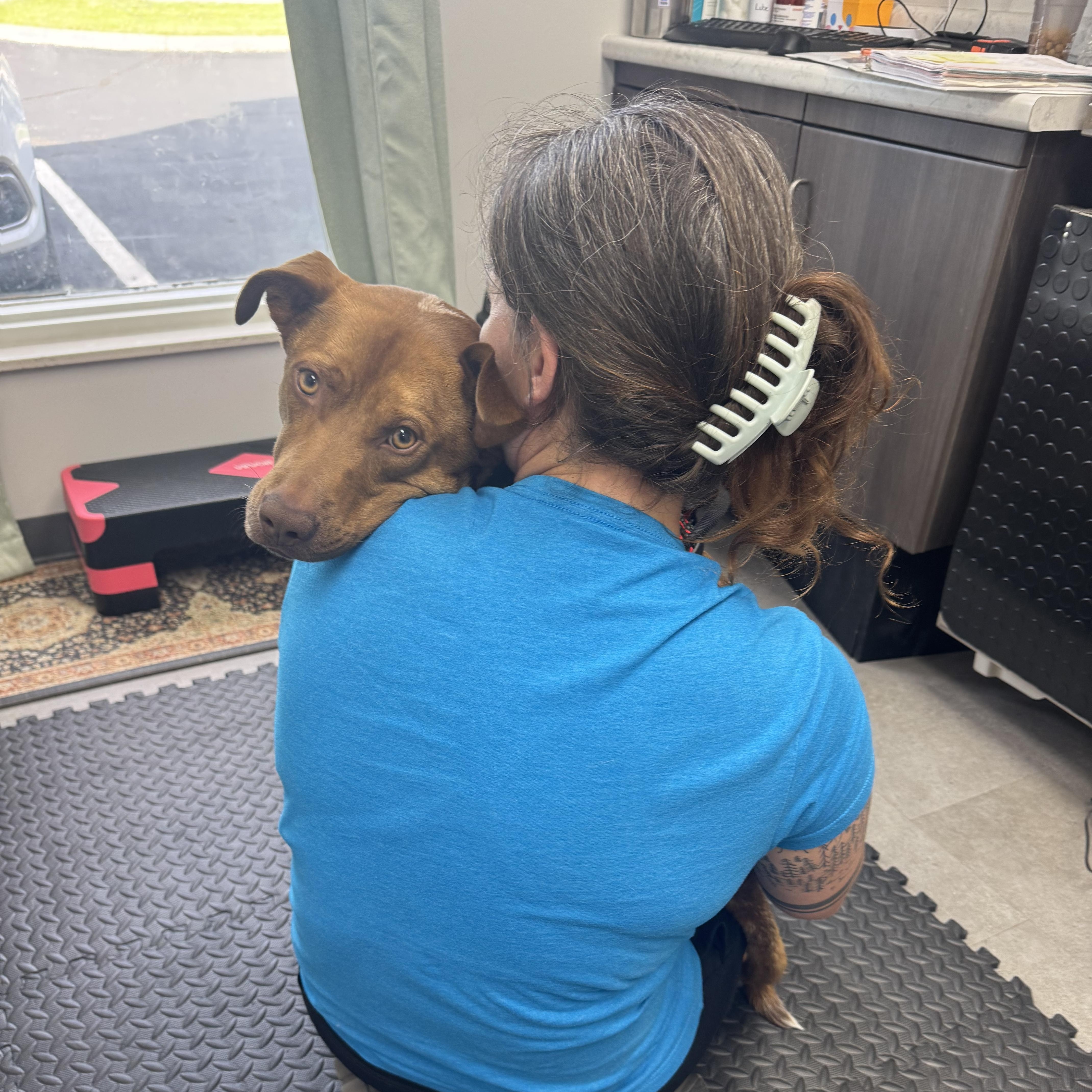 A young medium-sized male Beagle dog named Rhett for adoption in Farragut, TN