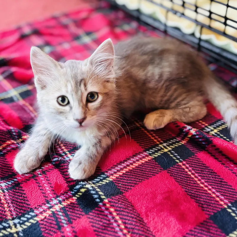A baby medium-sized female Tabby cat named Princess for adoption in Sacramento, CA