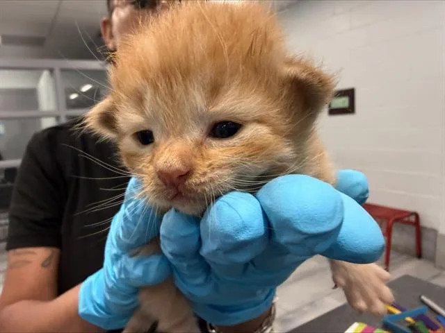 Catpernicus