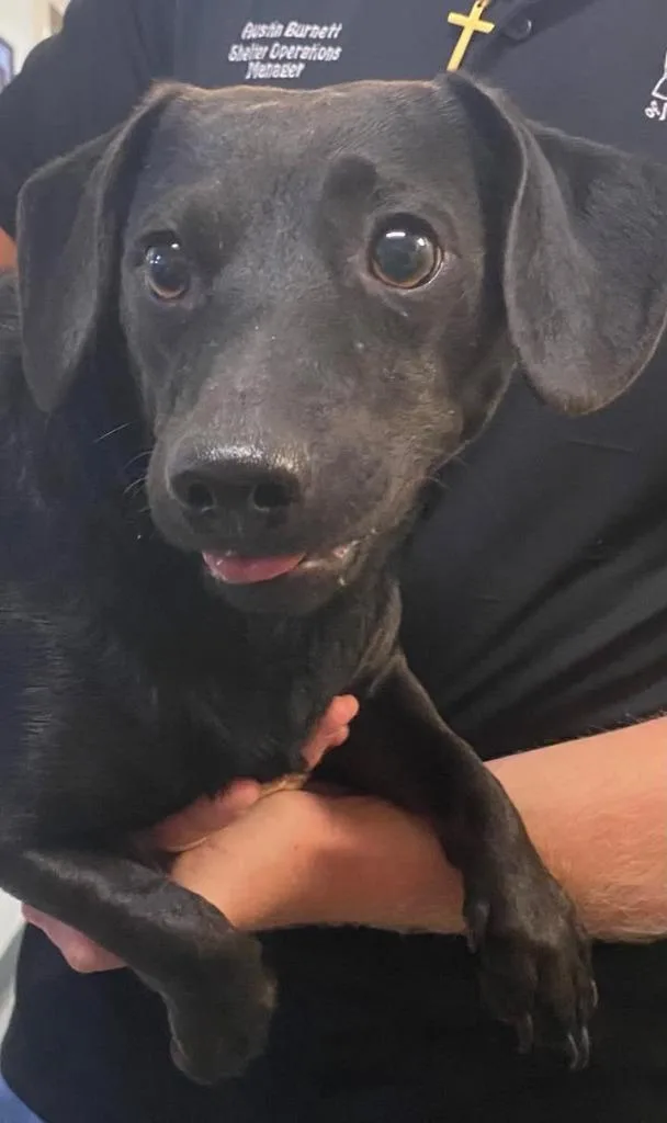 A young small-sized male Mixed Breed dog named Jack Black for adoption in Ocala, FL
