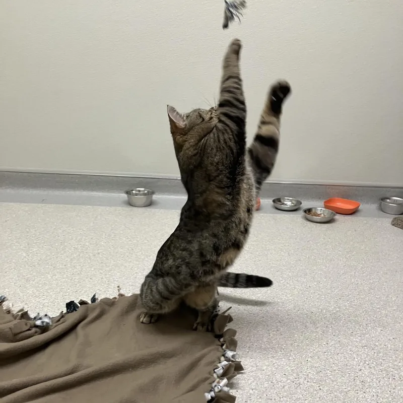 An adult medium-sized male Brown / Chocolate Domestic Short Hair cat named Michael Angelo for adoption in Murray, UT