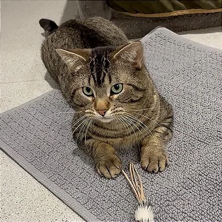 Michael Angelo thumbnail 2