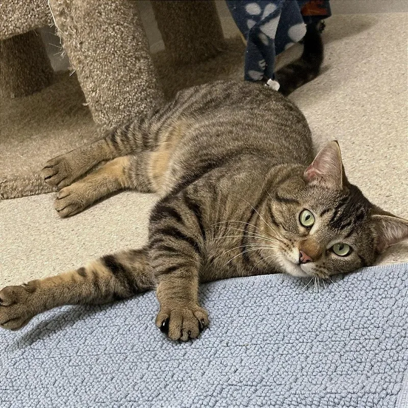 Michael Angelo thumbnail 3