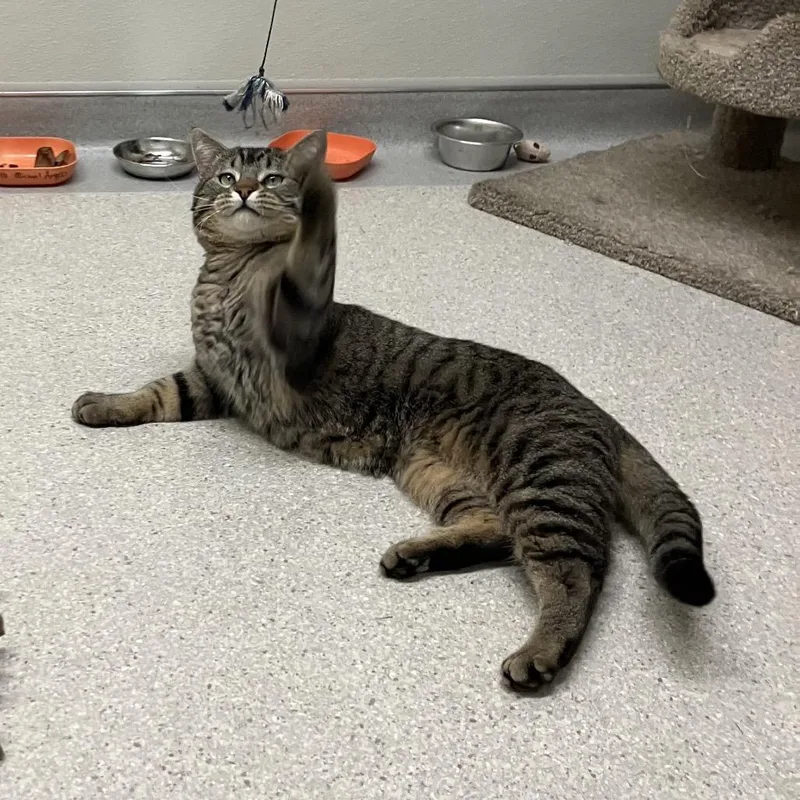 Michael Angelo thumbnail 5