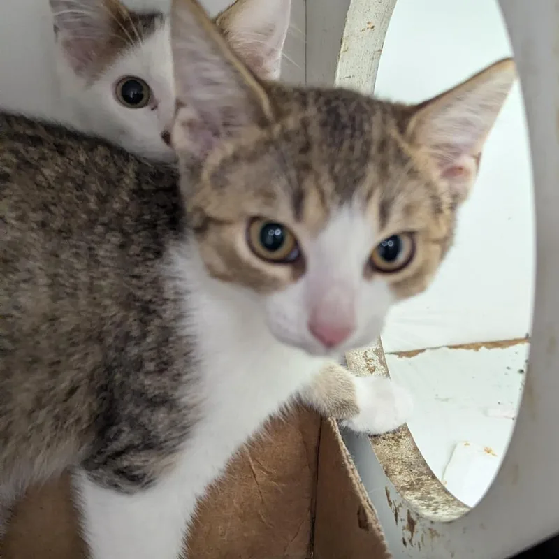 A baby small-sized male White Domestic Short Hair cat named Ron for adoption in Jeffersonville, IN