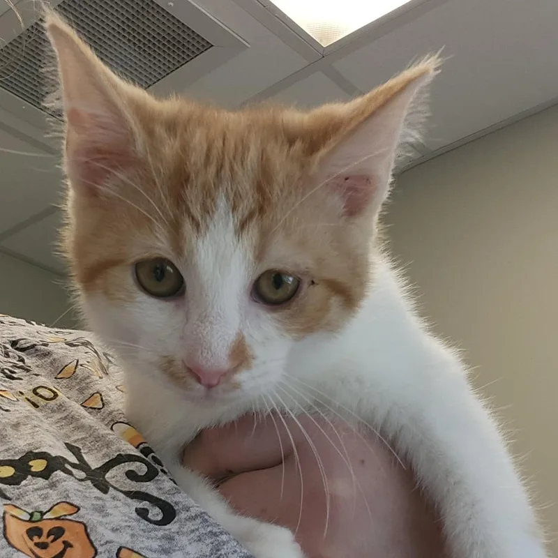 A baby small-sized male Orange / Red Domestic Short Hair cat named Skeeter for adoption in Columbia Station, OH