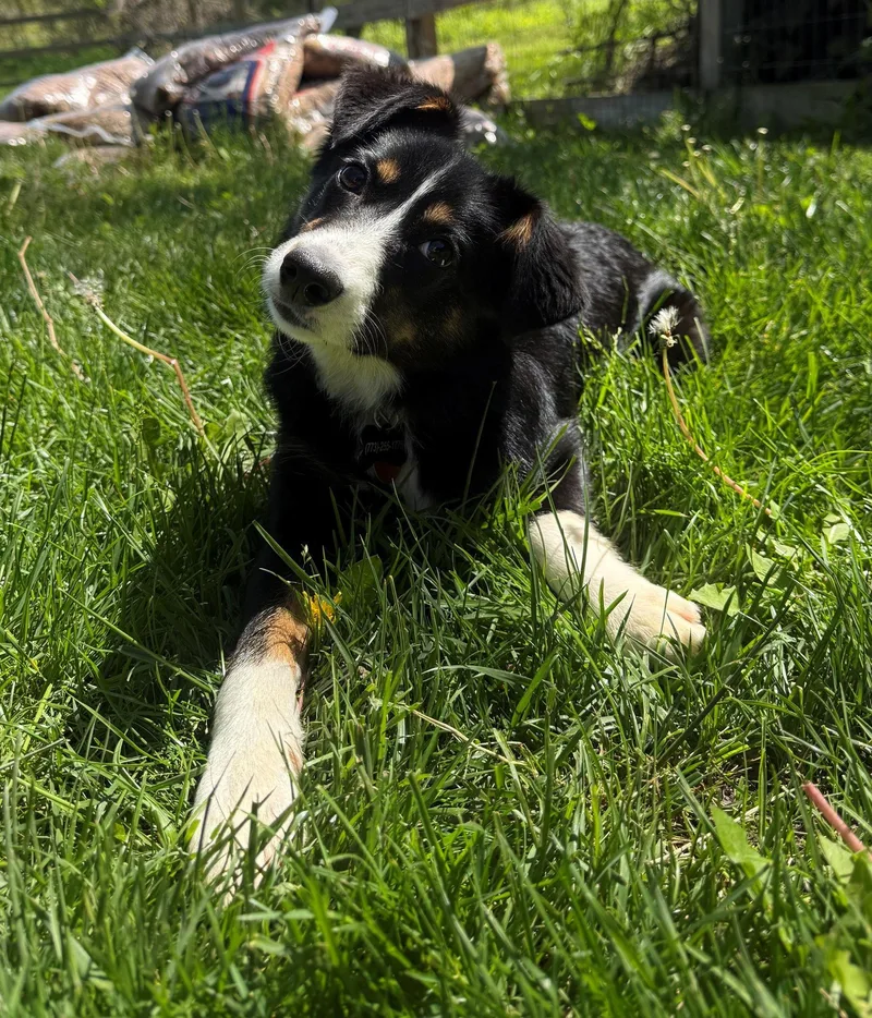 A young medium-sized female Tricolor (Brown, Black, & White) Australian Shepherd dog named Junie B for adoption in Mount Prospect, IL