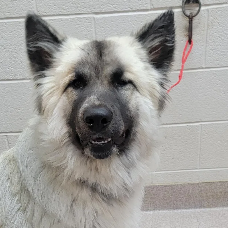 An adult large-sized male Yellow / Tan / Blond / Fawn Great Pyrenees dog named Harrison for adoption in Ardmore, OK