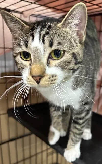 A young medium-sized female Tabby (Tiger Striped) Domestic Short Hair cat named Tempurra for adoption in Webster City, IA