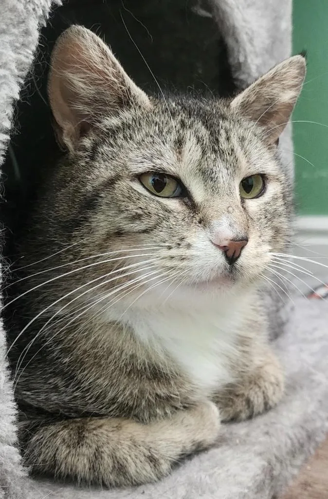 A young medium-sized female Domestic Short Hair cat named Daisy for adoption in Ontario, OR