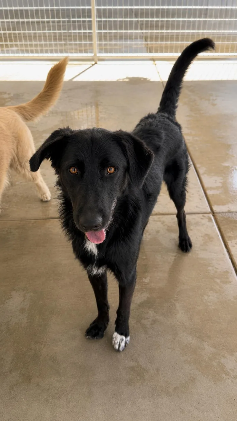 A young medium-sized male Black Terrier dog named Jack for adoption in Littlerock, CA