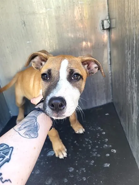A baby small-sized female American Staffordshire Terrier dog named Tulip for adoption in San Antonio, TX