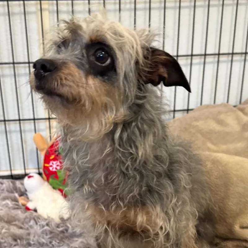 An adult small-sized female Gray / Blue / Silver Border Terrier dog named Harley for adoption in Wimberley, TX