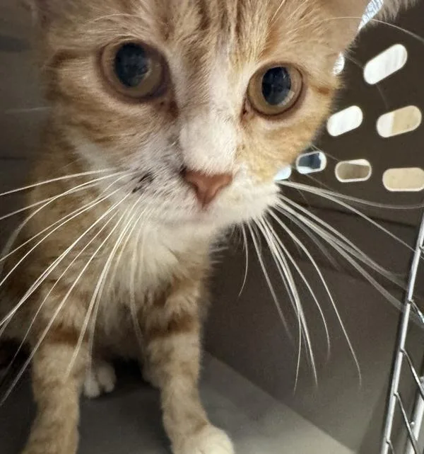 A young small-sized female Domestic Short Hair cat named Camellia for adoption in Des Moines, IA