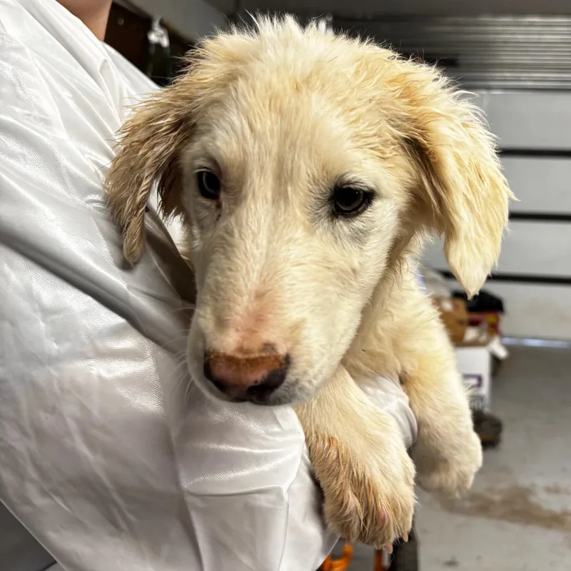 A baby small-sized male White / Cream Mixed Breed dog named Corduroy for adoption in Moab, UT