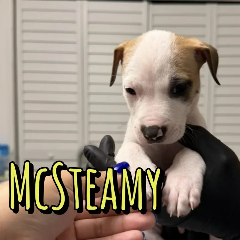 A baby medium-sized male American Staffordshire Terrier dog named McSteamy for adoption in Houston, TX