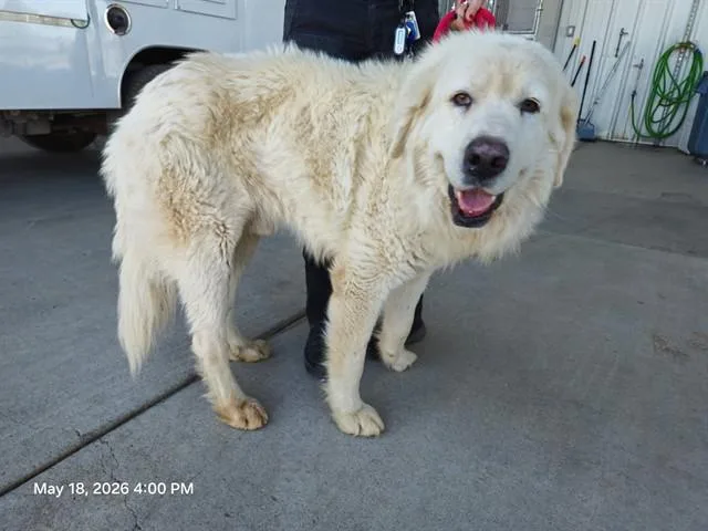 An adult extra large-sized male Great Pyrenees dog named Bruce for adoption in Oroville, CA