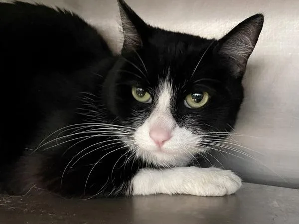An adult small-sized female Domestic Short Hair cat named Daisy for adoption in Austin, TX