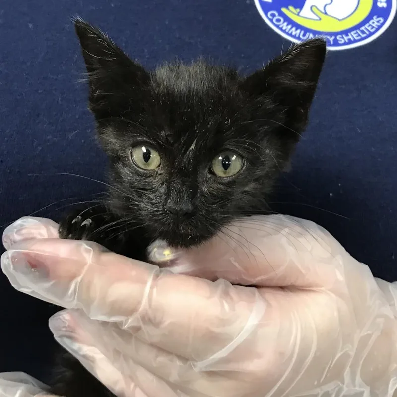 A baby small-sized male Black Domestic Short Hair cat named Walton Goggins for adoption in Newark, NJ