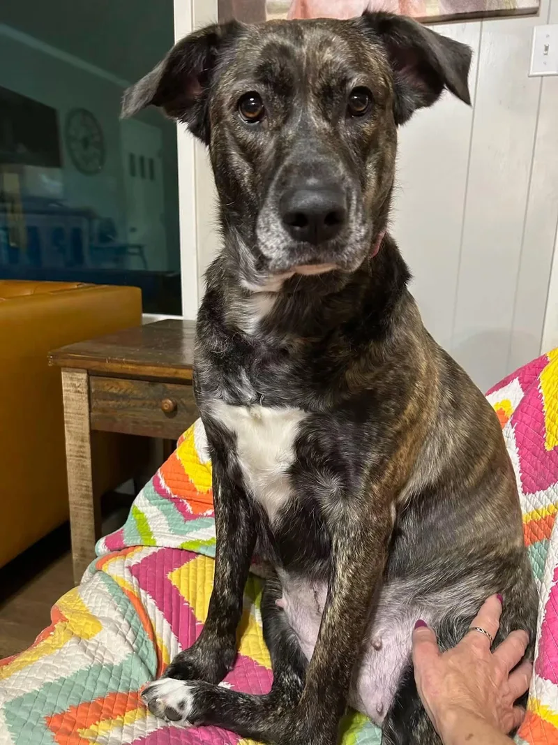 An adult large-sized female Plott Hound dog named Mary for adoption in Tyler, TX