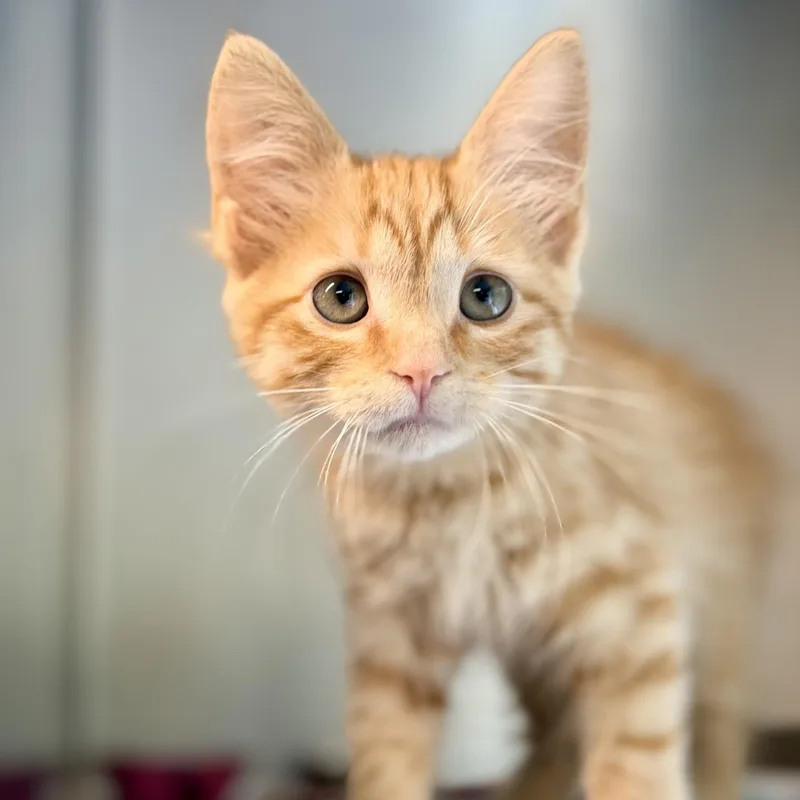 A baby medium-sized female Orange & White Domestic Medium Hair cat named Billie for adoption in Jackson, NJ
