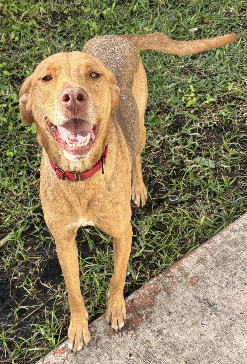 An adult large-sized female Vizsla dog named Annabel for adoption in Lighthouse Point, FL