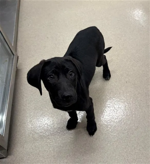 A baby small-sized male Plott Hound dog named Marcus for adoption in Baytown, TX