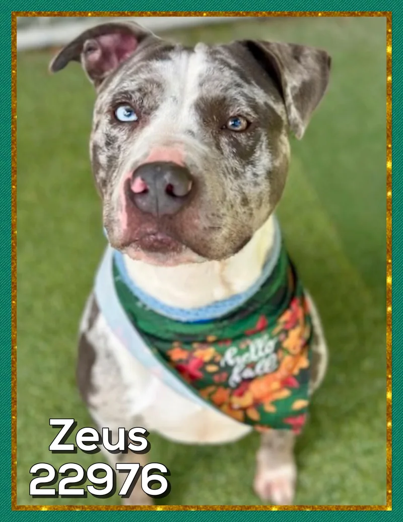 An adult large-sized male American Bully dog named Zeus for adoption in Marietta, GA