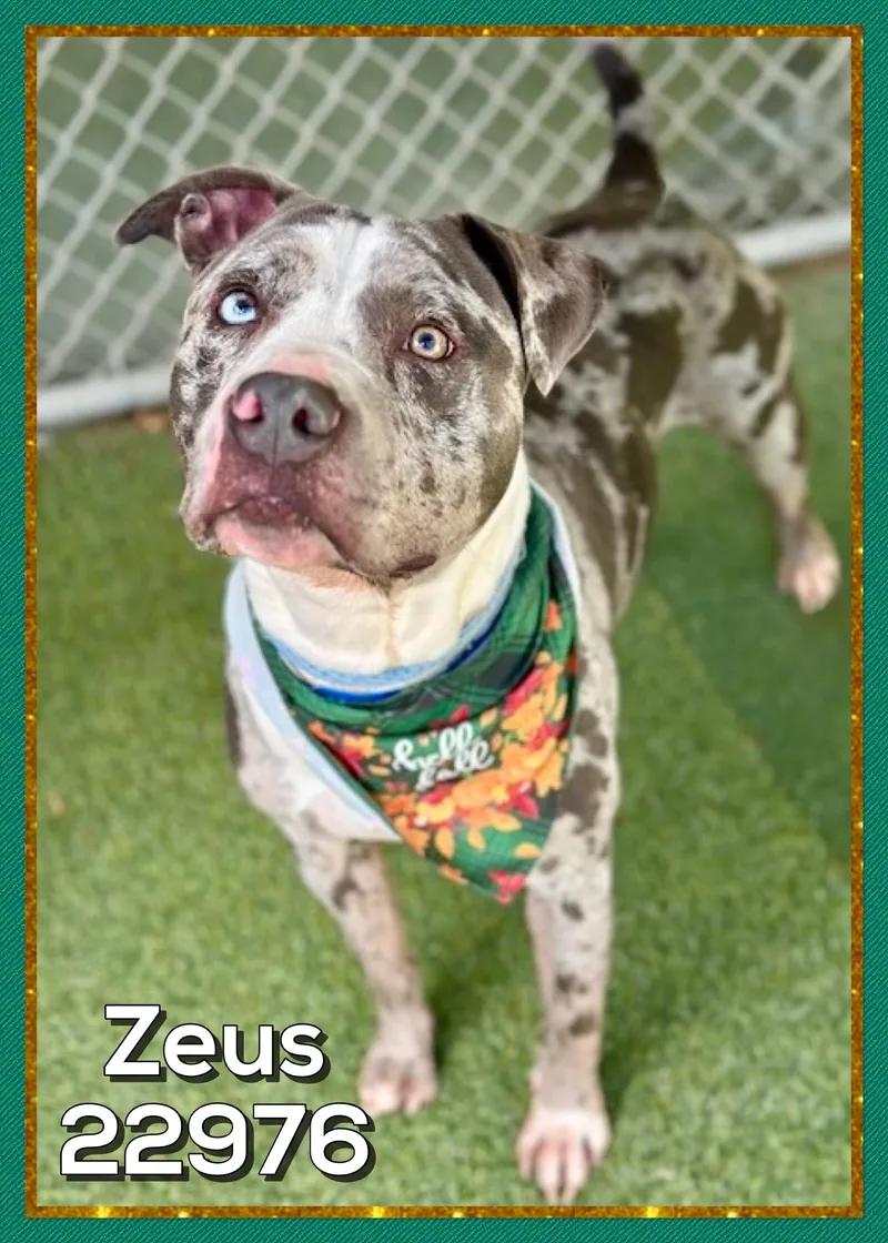Zeus thumbnail 2