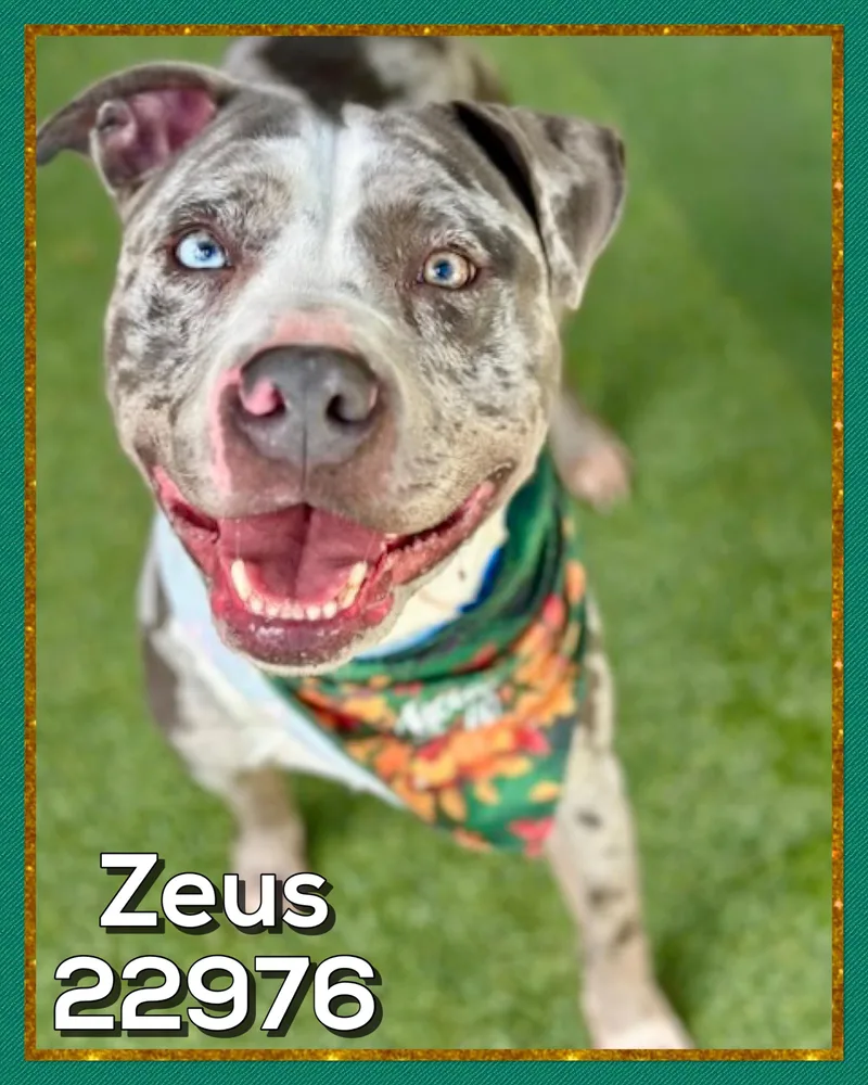 Zeus thumbnail 3