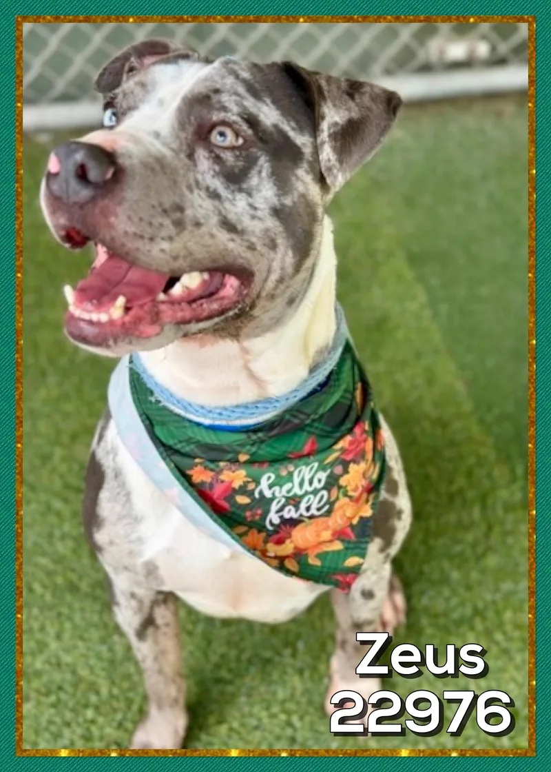 Zeus thumbnail 4