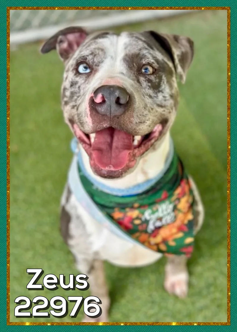 Zeus thumbnail 5