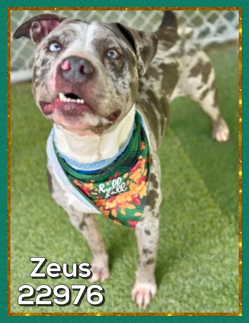 Zeus thumbnail 6