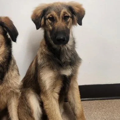A baby medium-sized male Brown / Chocolate Shepherd dog named Paxton A for adoption in Mission Hills, CA