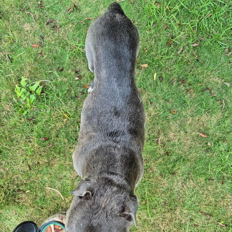 A senior large-sized male Gray / Blue / Silver Mixed Breed dog named Straymehaffeystreet for adoption in Columbus, GA