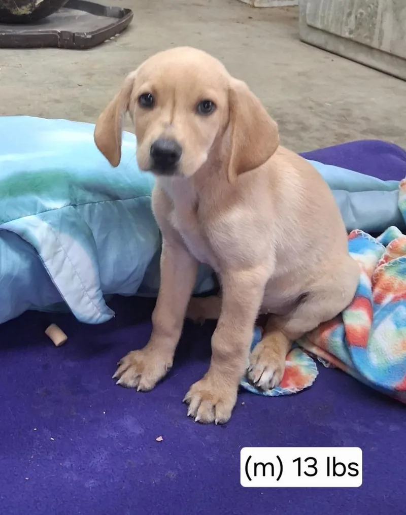 A baby medium-sized male Labrador Retriever dog named Roux for adoption in Rockford, IL
