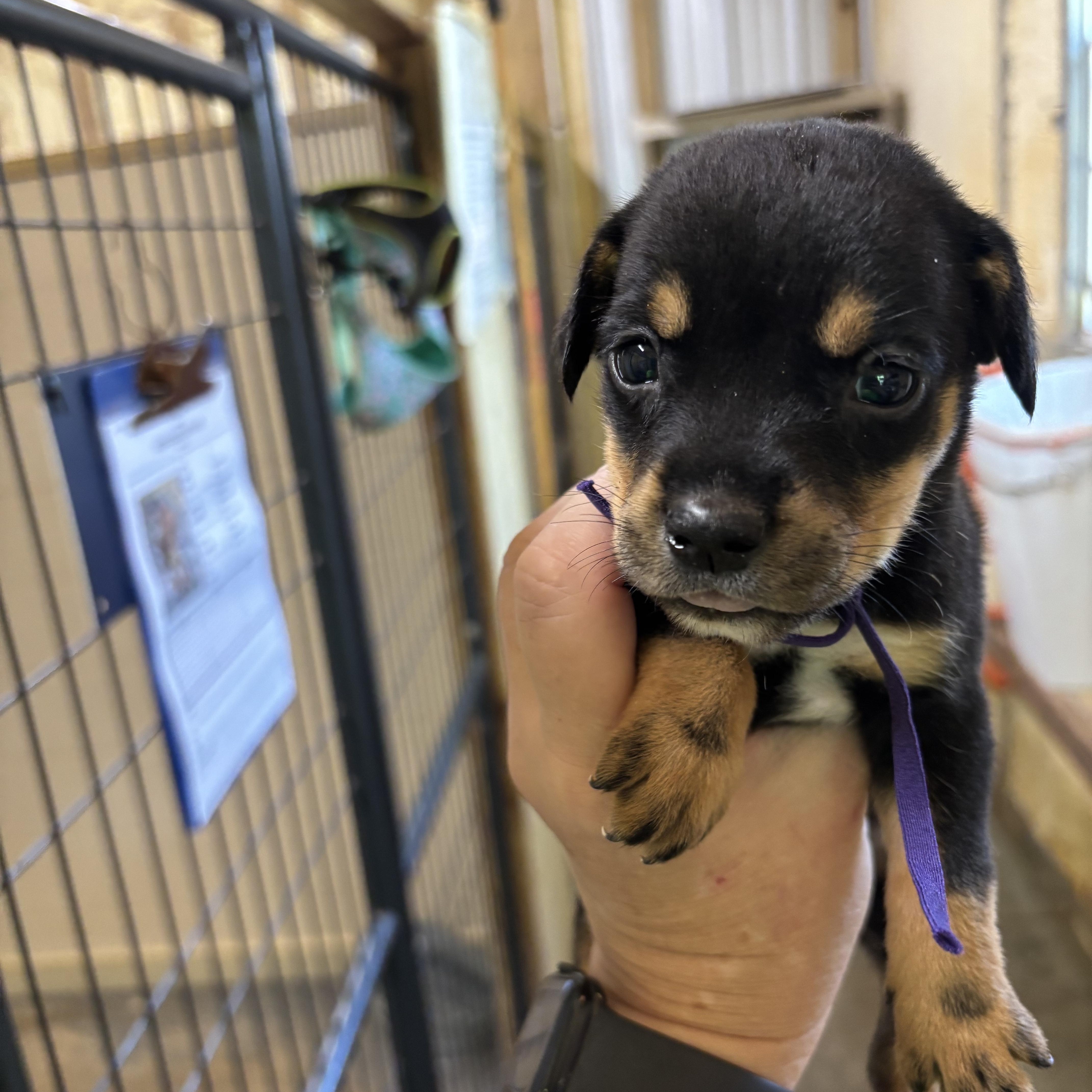 A baby medium-sized female Black Mixed Breed dog named Pebbles for adoption in Ruston, LA