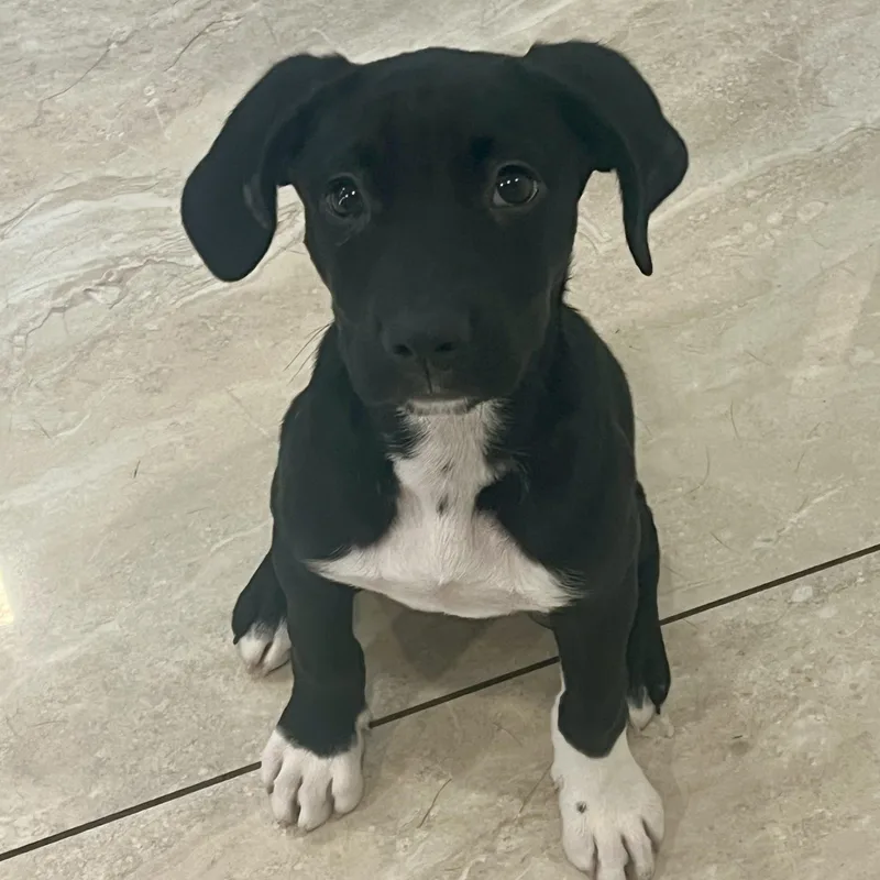 A baby medium-sized male Black Labrador Retriever dog named Ronaldo for adoption in Abington, PA